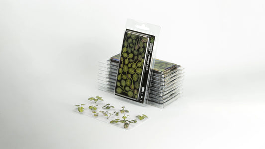 Gamers Grass Laser Plants Plantain Lily